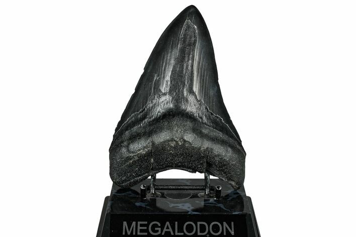 Fossil Megalodon Tooth - South Carolina #328980